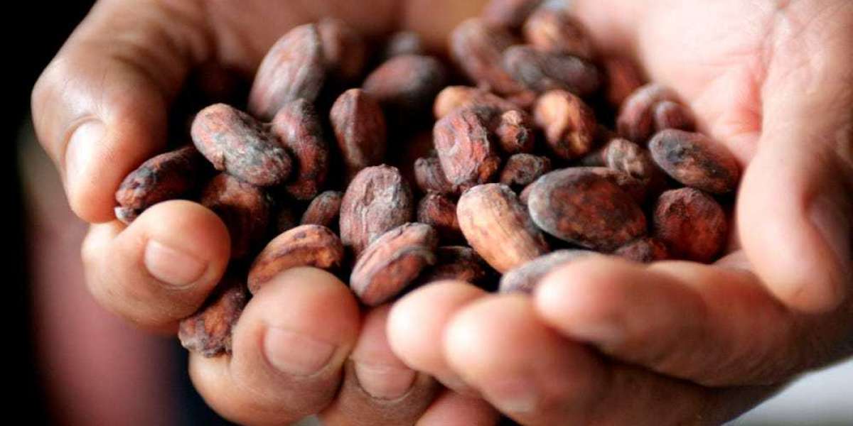 Cacao Essential Oil Helps in Mood Enhancement